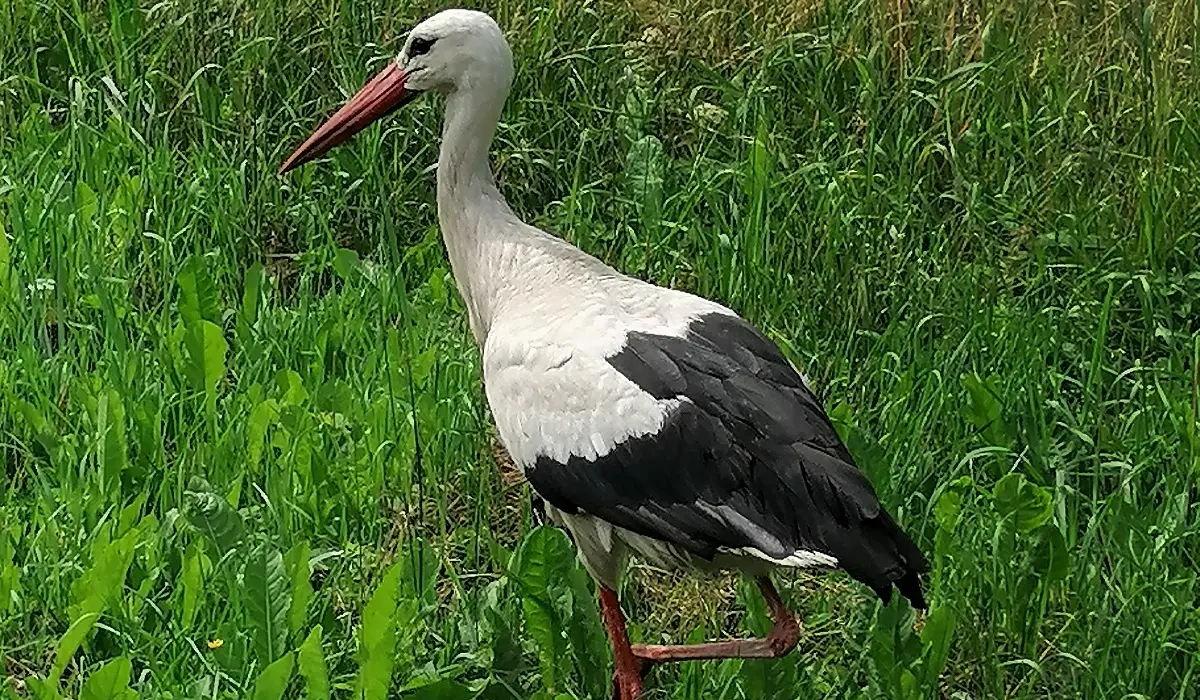Stārķis